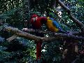 gal/holiday/Brazil 2005 - Foz do Iguacu Birds Sanctuary/_thb_Bird_Sanctuary_Iguacu_DSC07183.jpg